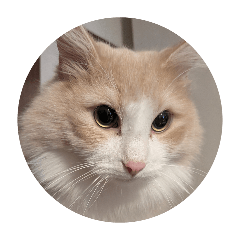 daikon zamurai_20260425224201