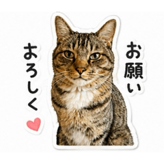 Fullcount_20260426010009