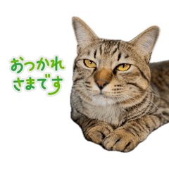 mokada_20260425231518