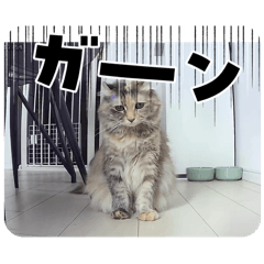 Shiro_20260425231218