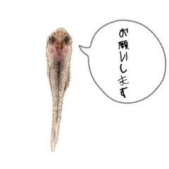 shaaa_20260425235734