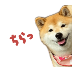 しばいぬココの日常スタンプ