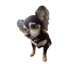 sassan_20260425235711