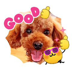 rapico_20260426063611