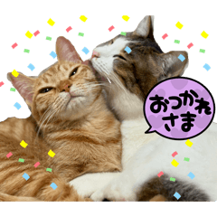 nyanchi_20260426004641