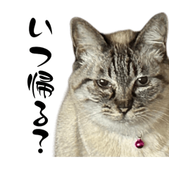 KINAKO and ANKO chan