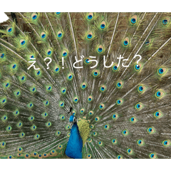 shimajiro_20260426020100