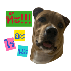 jengdie_20260425203801