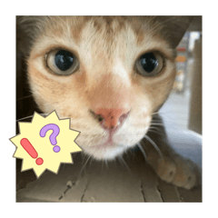 Silly orange cat called Foythongg