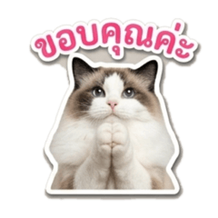 Aoy Daraporn_20260425213856