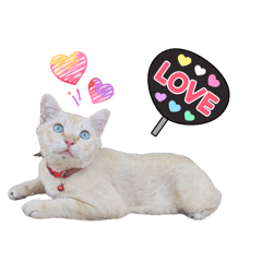 Pakawadee_20260425230550