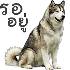 "Siberian Husky" dog #1