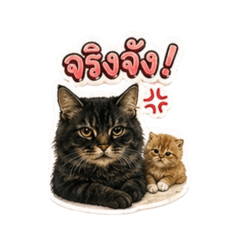 Cattkream_20260426011030