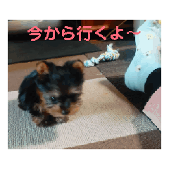 chii3_20260426110414