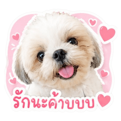 SmilePudding_20260426081325