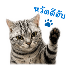 pxiimak_20260426082500