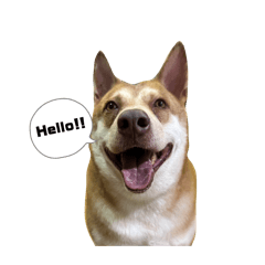 Brown sibling dogs (Brownie & Chockie)