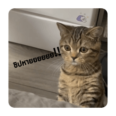 Kao jee_20260426035530