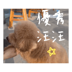 貴賓小狗勾-忙尼日記1