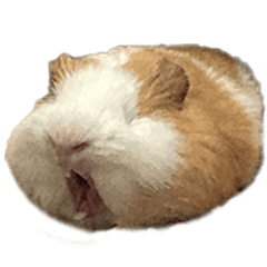 Lululu Guinea Pig