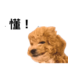 馬卡龍愛布蕾～第一季