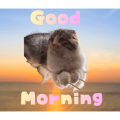 My home cats1