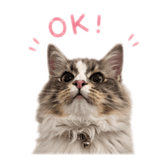 momosusu_20260426094420