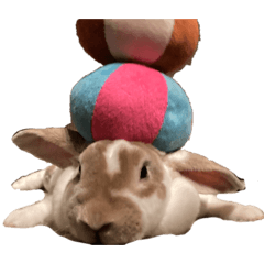 black_20260426094207