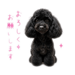 Momo_20260426074149