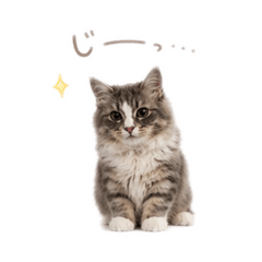 momosusu_20260426095932