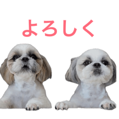 simasima_20260426100029