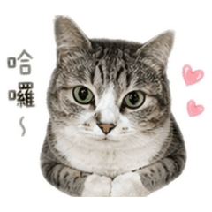 萌貓日常用語包