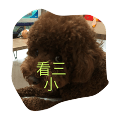 My cute  cute Dog