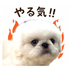 ROSSO_20260426104600