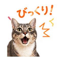 NYAN NYAN_20260426082319