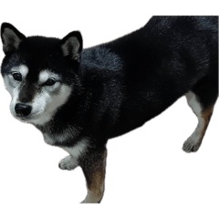 yamamoto_20260426105100