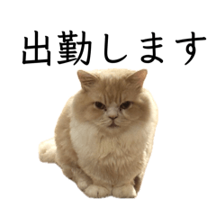 kainushi_20260426104834