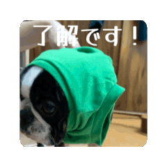 papio_20260426235900