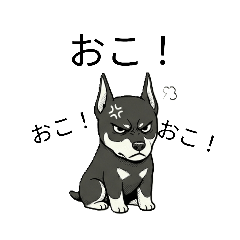 A Plump, grumpy Doberman