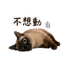 戲很多的暹羅貓