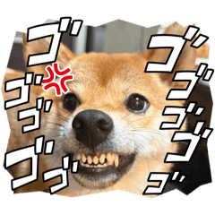 buta_20260426120357