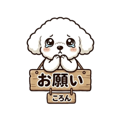 coron_20260426134711