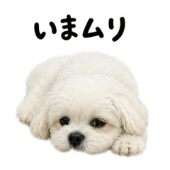 Hachi_20260426135402