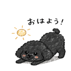 Cute Black Poodle Life