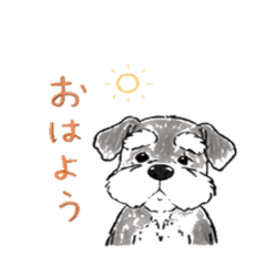 Adorable Miniature Schnauzer Life