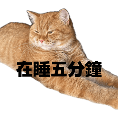 愛貓財