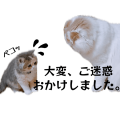わがねこ。2