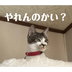 ankoromochi_20260426125019