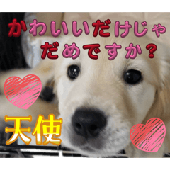 ソルトちゃんの日常スタンプ