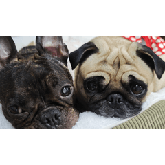 Family Stamps Kurosawa